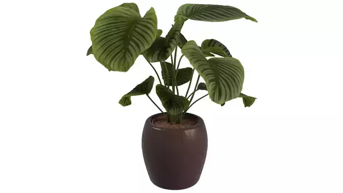 Calathea Plant