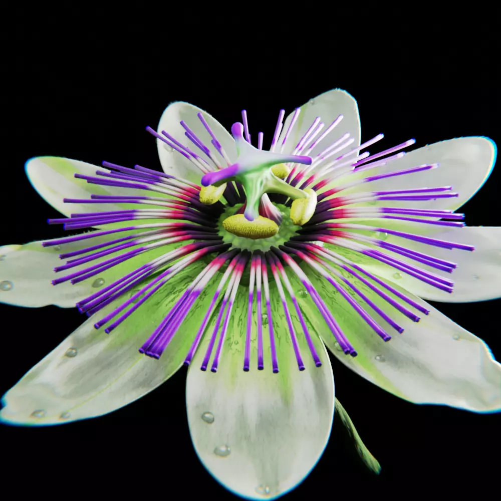 Passion Flower 3D model