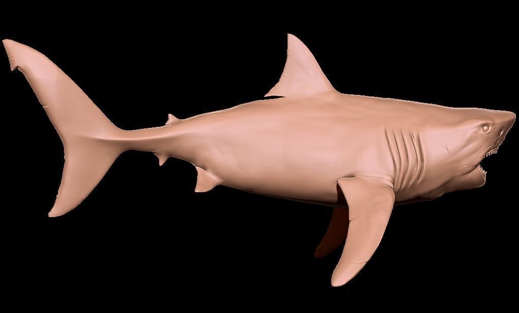 Megalodon 3D print model_12