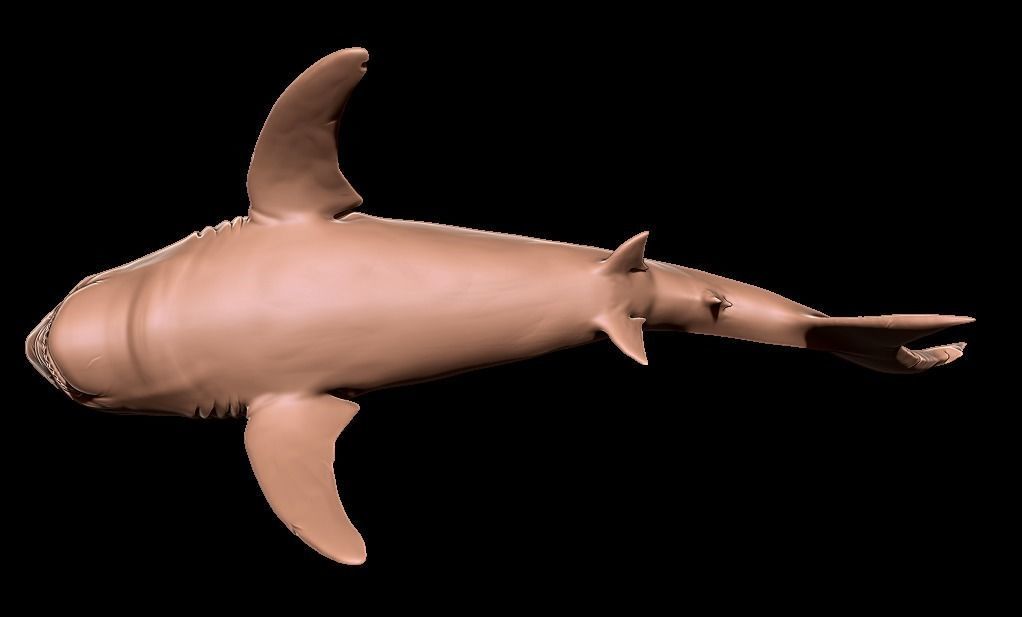 Megalodon 3D print model_15