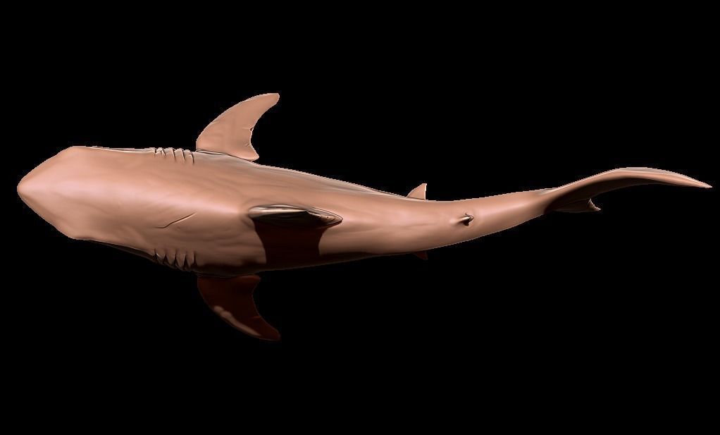 Megalodon 3D print model_13