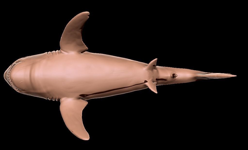 Megalodon 3D print model_16