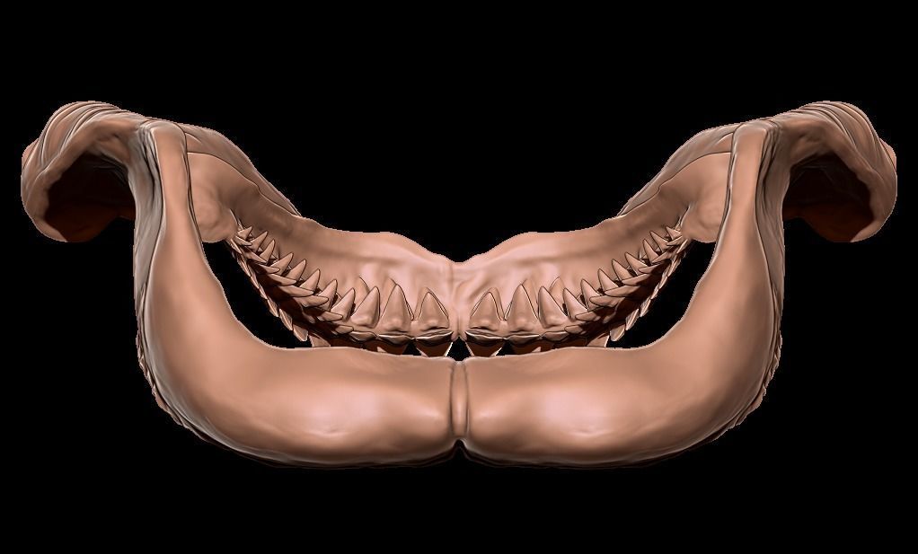 Megalodon jaw 3D print model_10