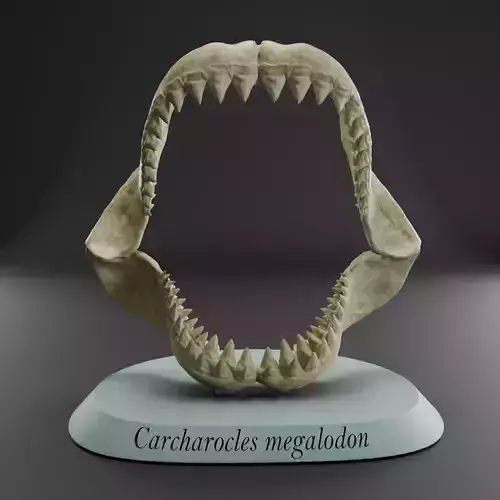 Megalodon jaw 3D print model