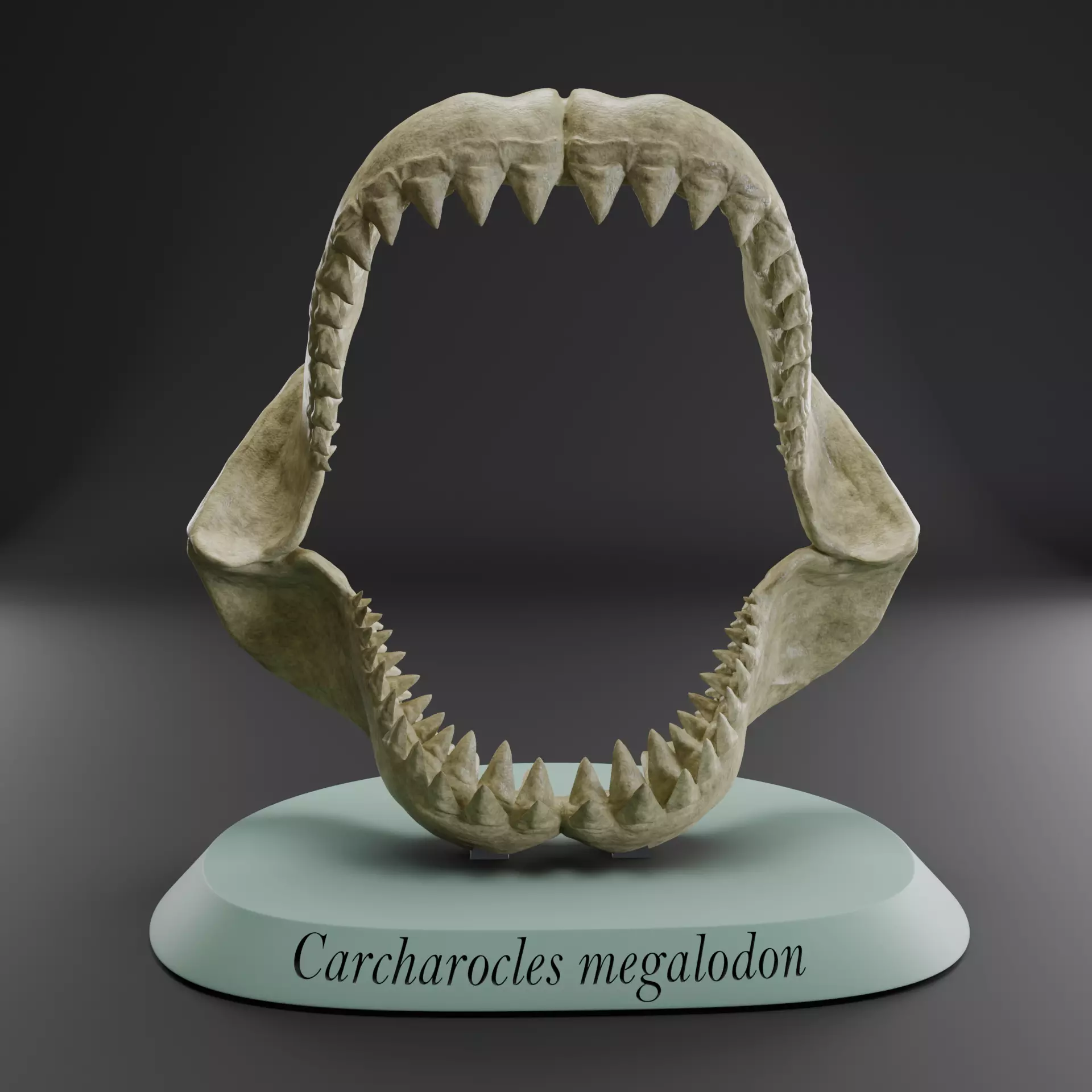 Megalodon jaw 3D print model_0