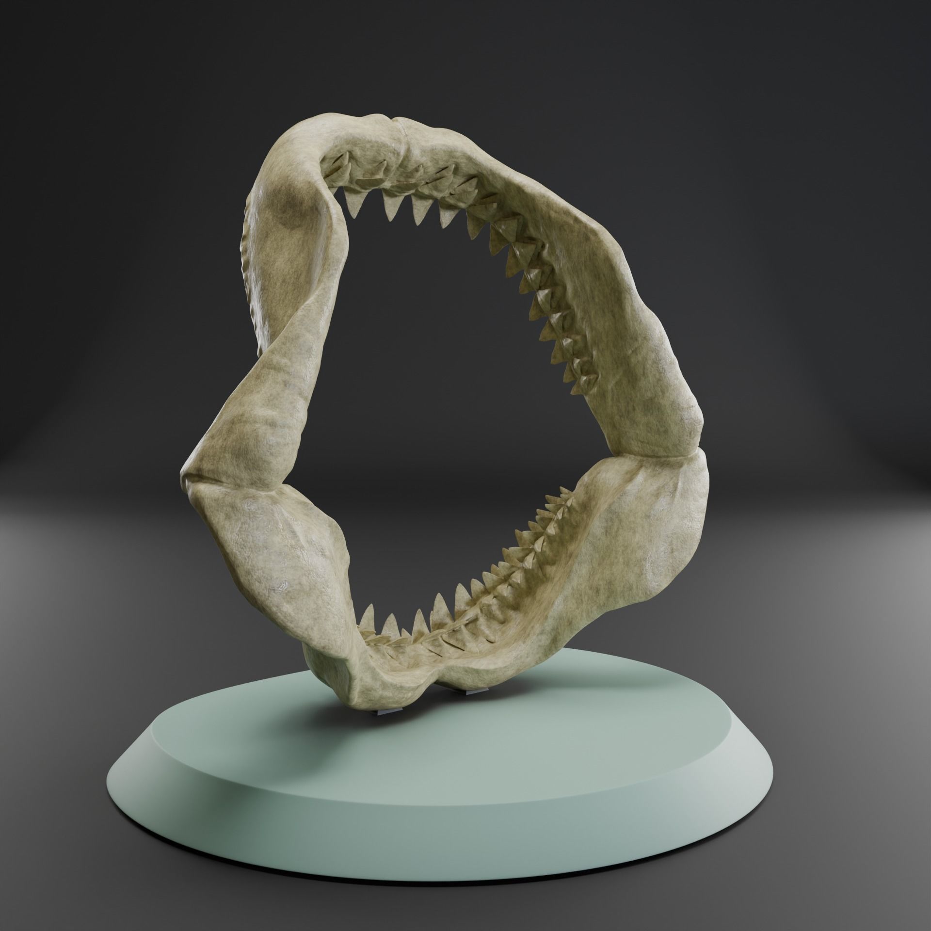 Megalodon jaw 3D print model_3