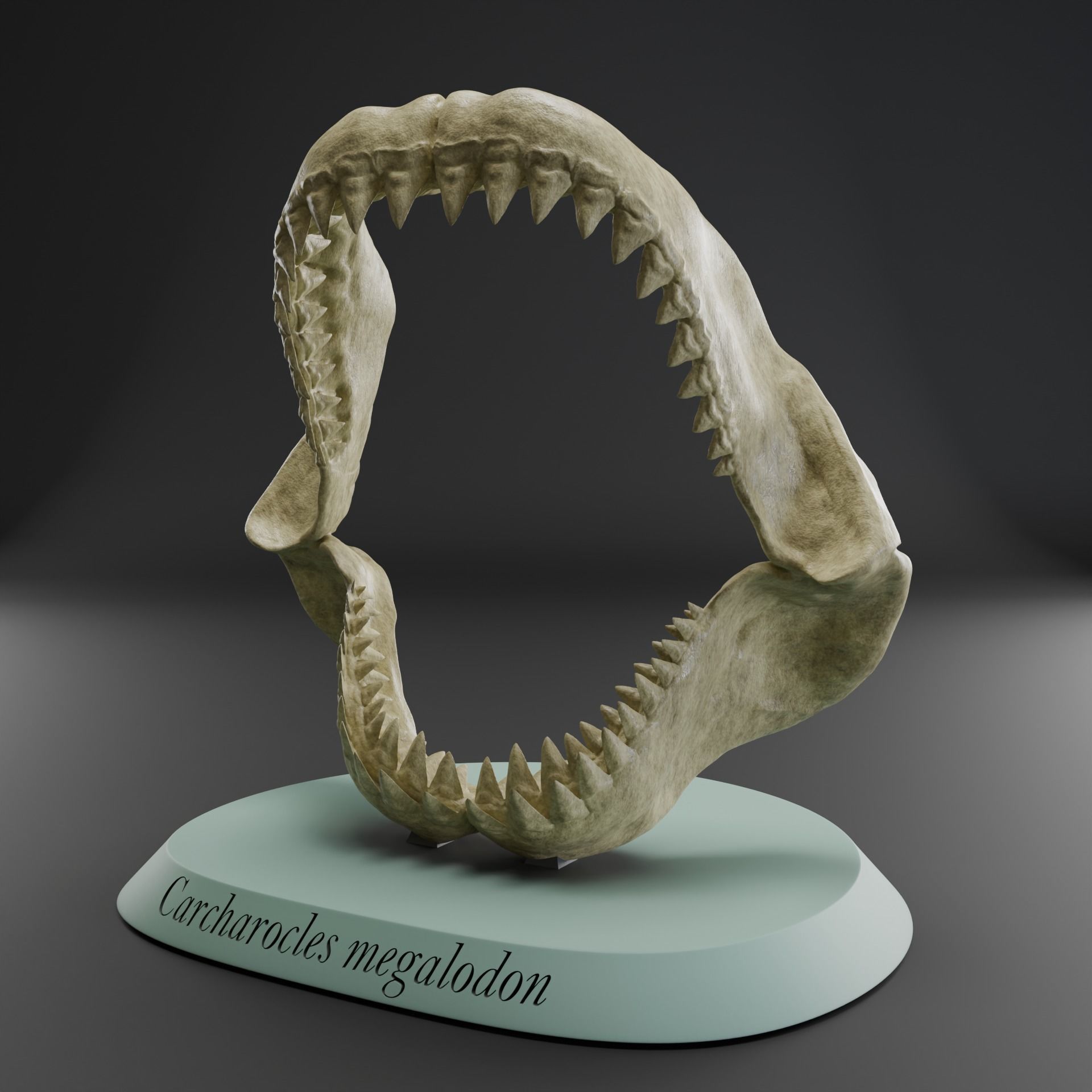 Megalodon jaw 3D print model_1