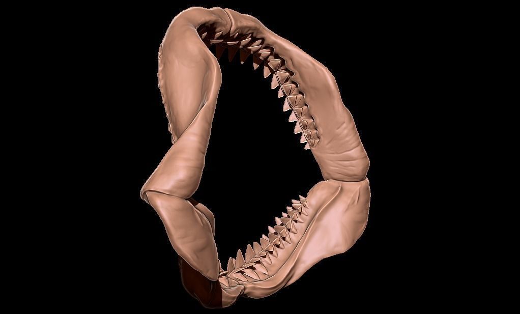 Megalodon jaw 3D print model_8