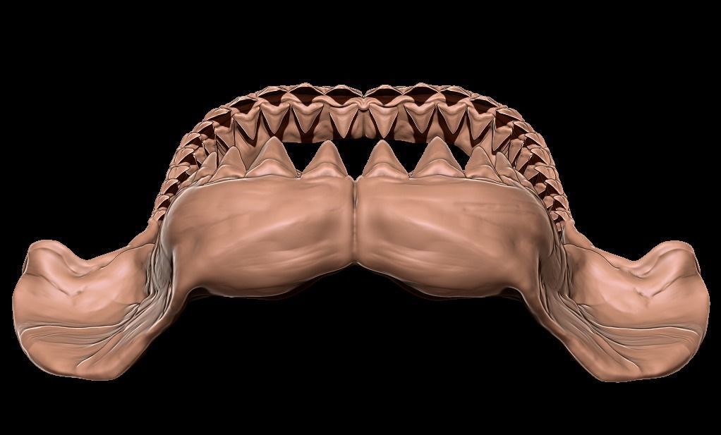 Megalodon jaw 3D print model_11
