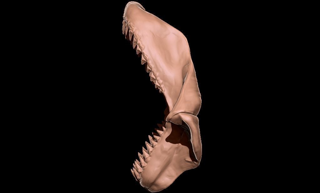 Megalodon jaw 3D print model_7