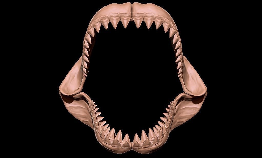 Megalodon jaw 3D print model_5