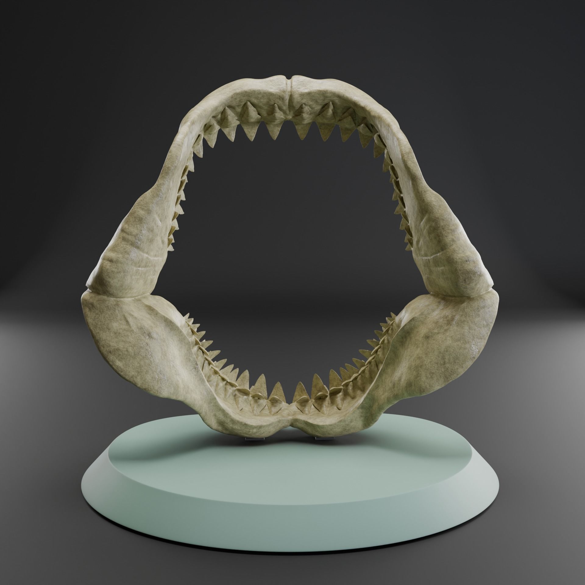 Megalodon jaw 3D print model_4