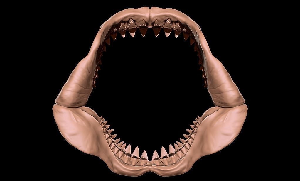 Megalodon jaw 3D print model_9
