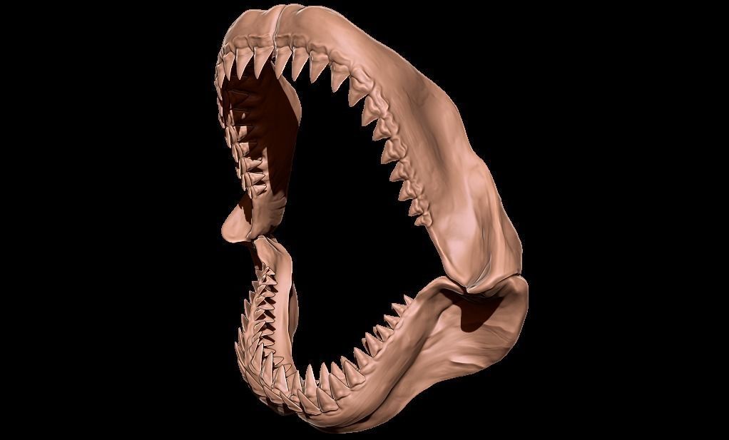 Megalodon jaw 3D print model_6