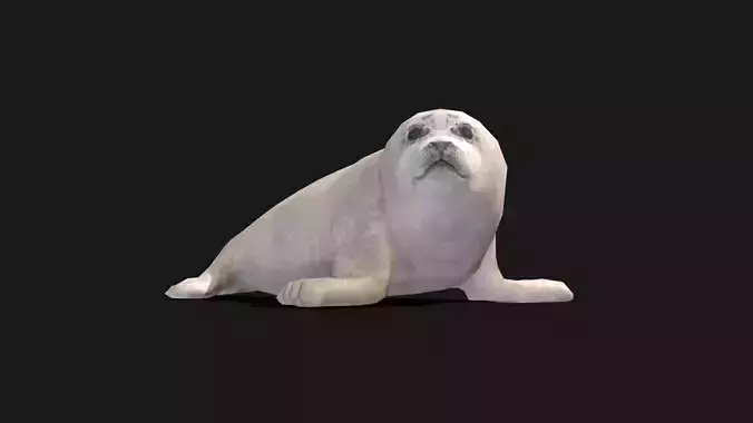 Baby Spotted Seal - Animated Low-poly 3D model
