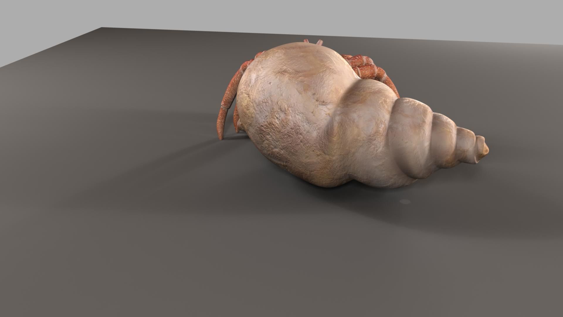 Hermit crab 3D model_23
