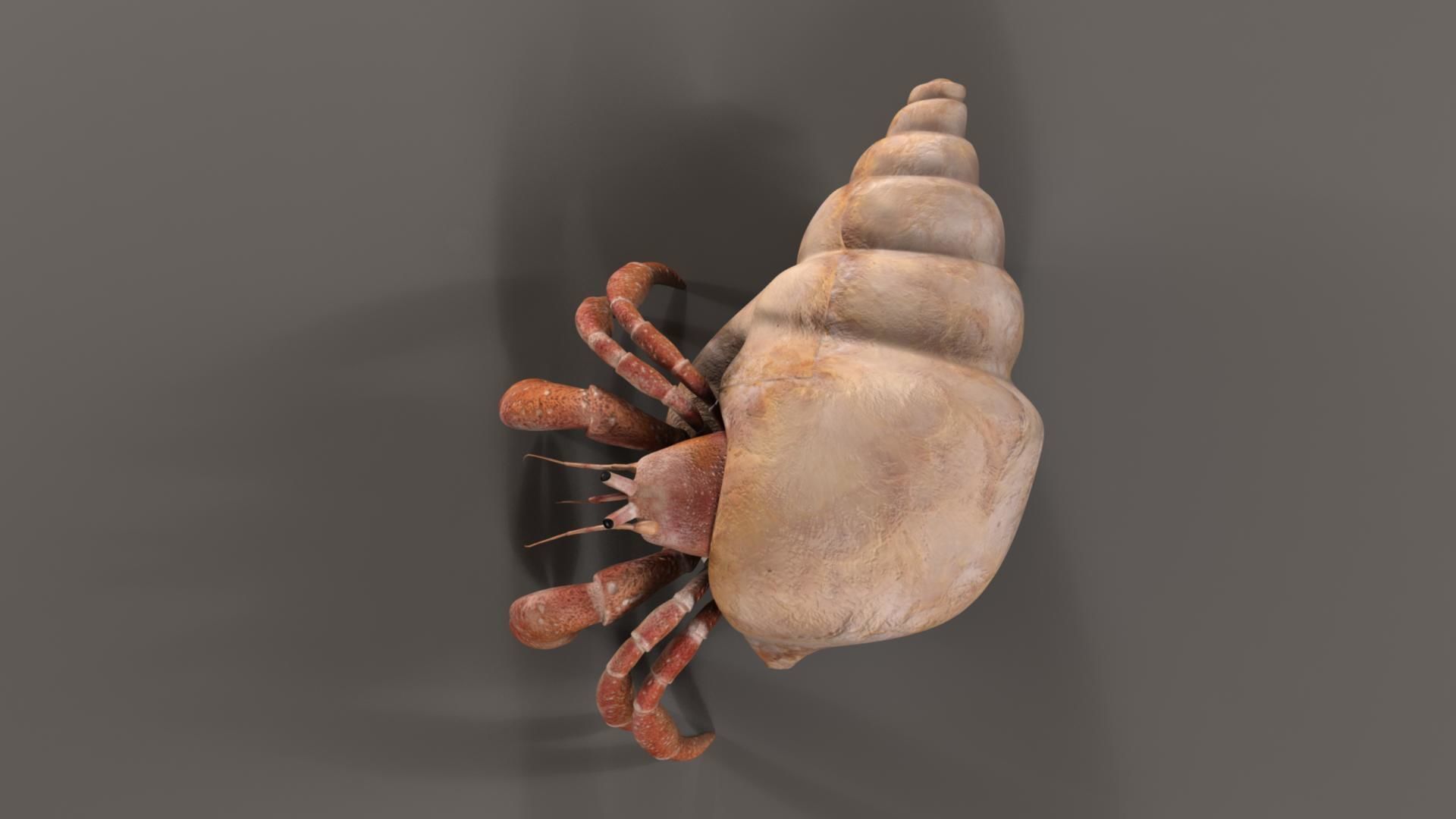 Hermit crab 3D model_5