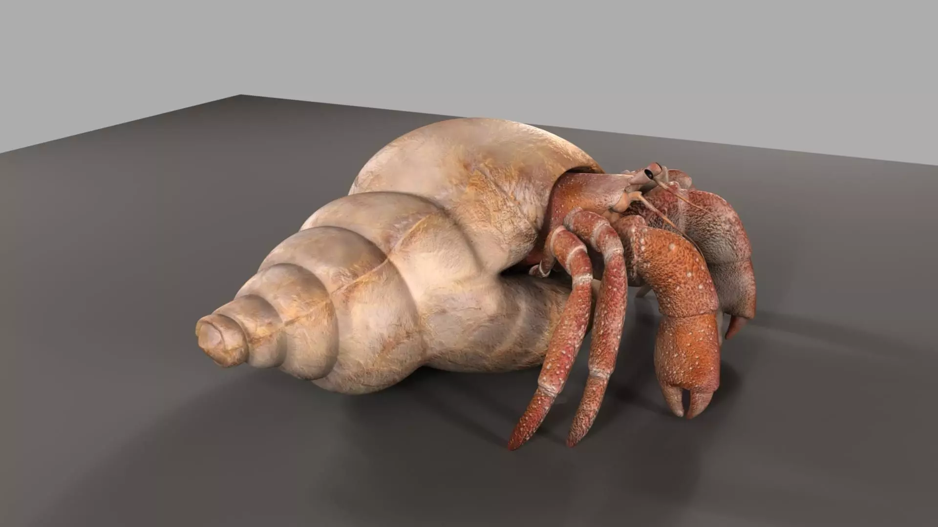 Hermit crab 3D model_0