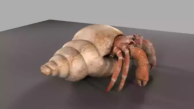 Hermit crab 3D model