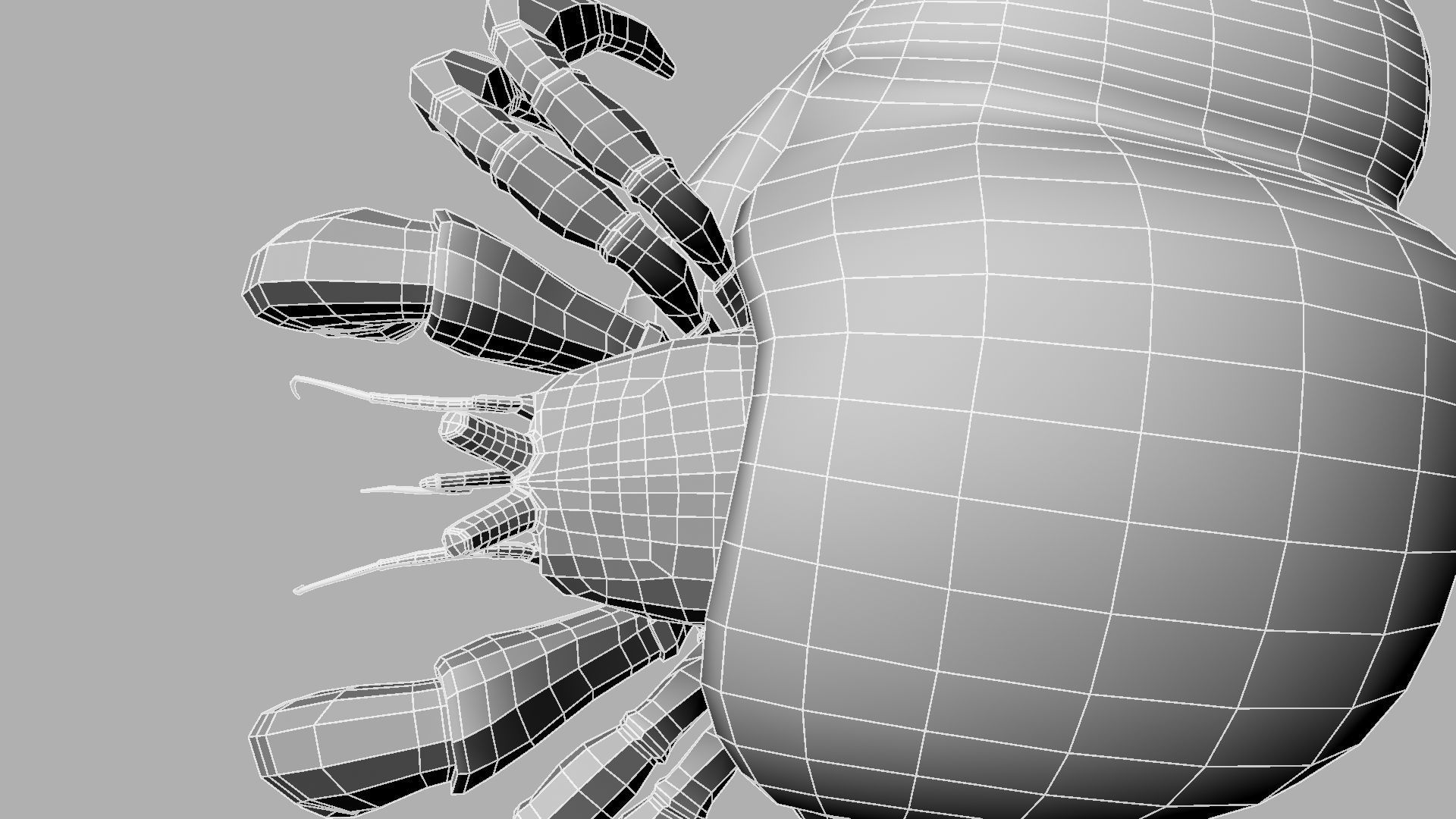 Hermit crab 3D model_19