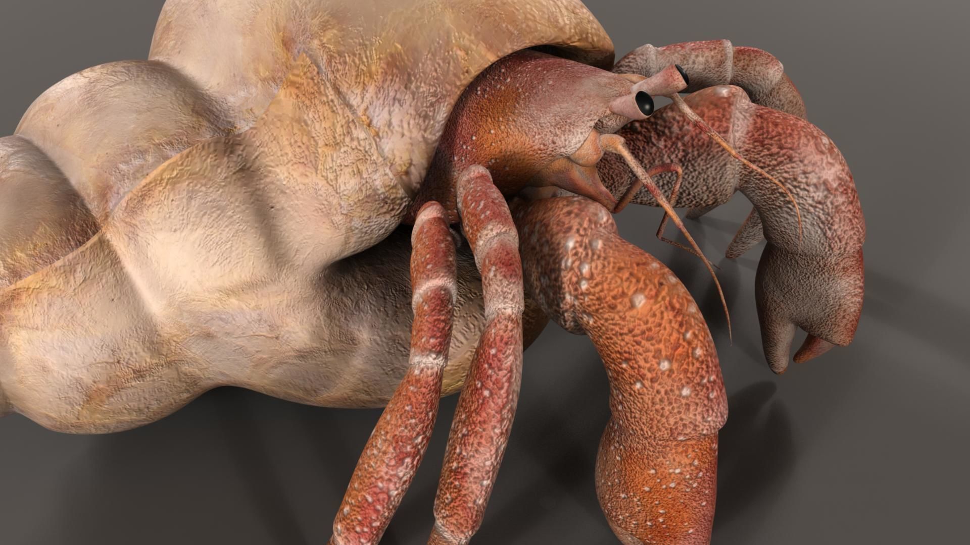 Hermit crab 3D model_2