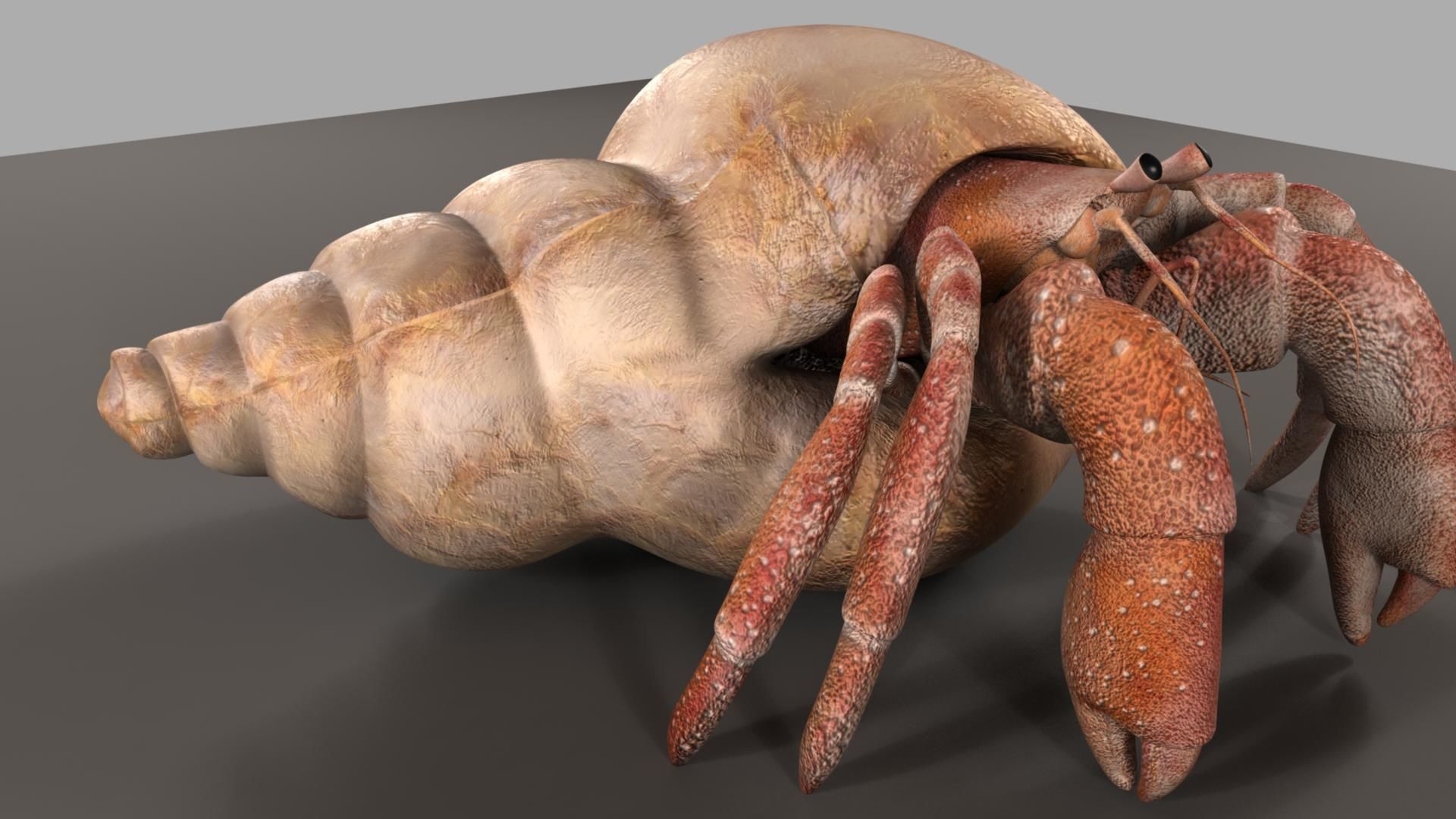 Hermit crab 3D model_26