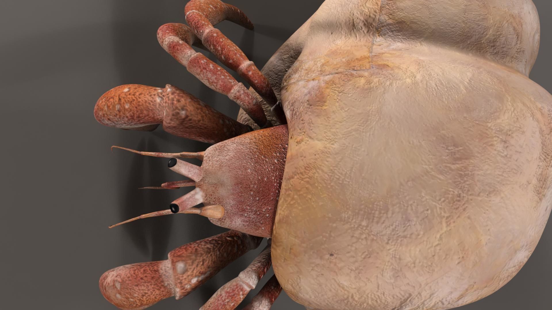 Hermit crab 3D model_4
