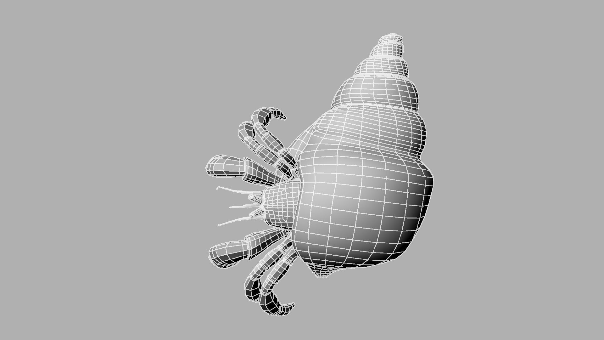 Hermit crab 3D model_20