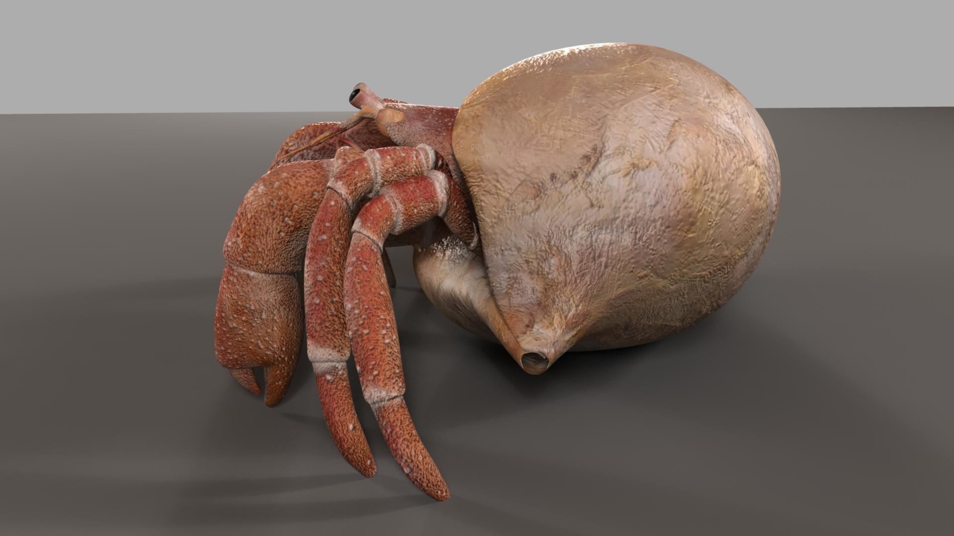 Hermit crab 3D model_6