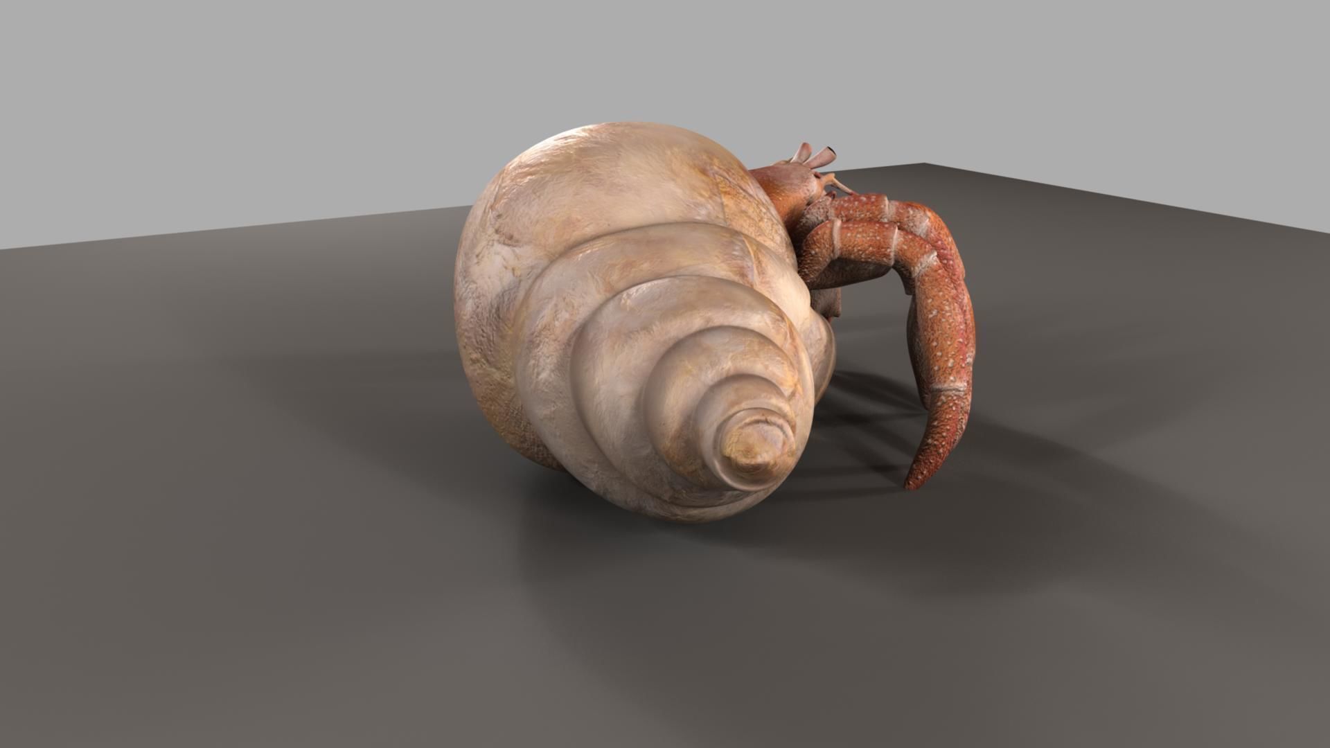 Hermit crab 3D model_12
