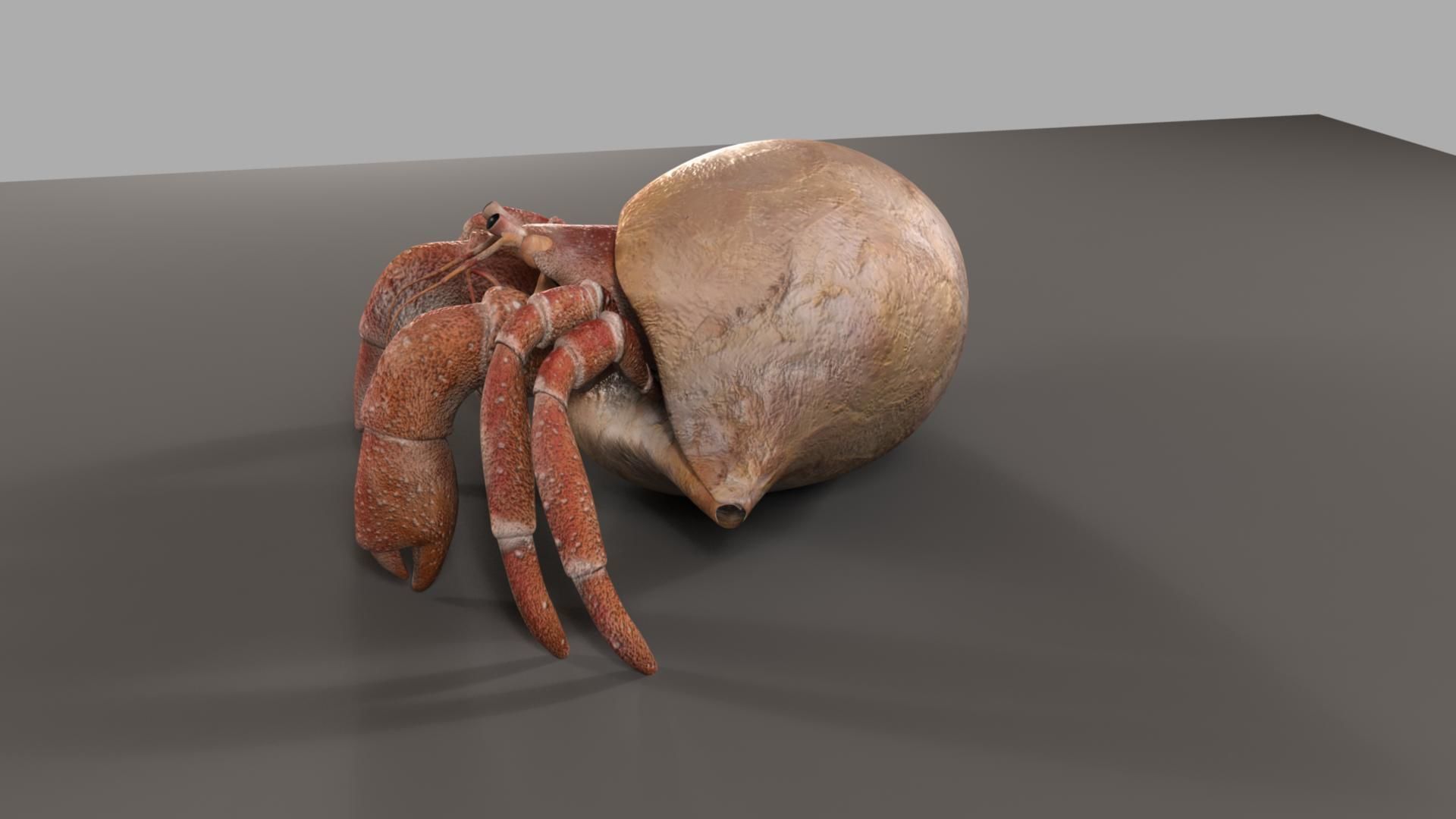 Hermit crab 3D model_24