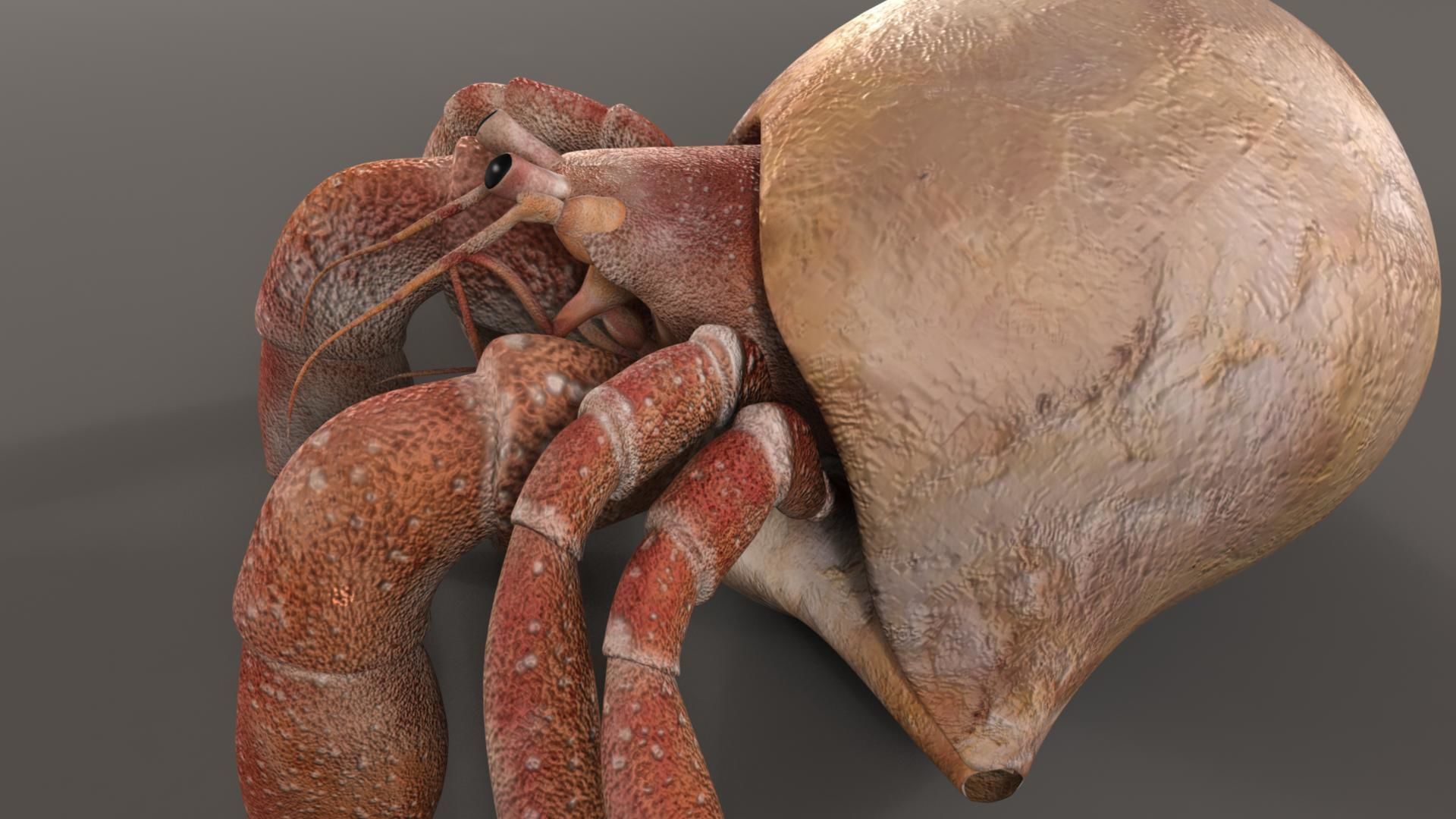 Hermit crab 3D model_3