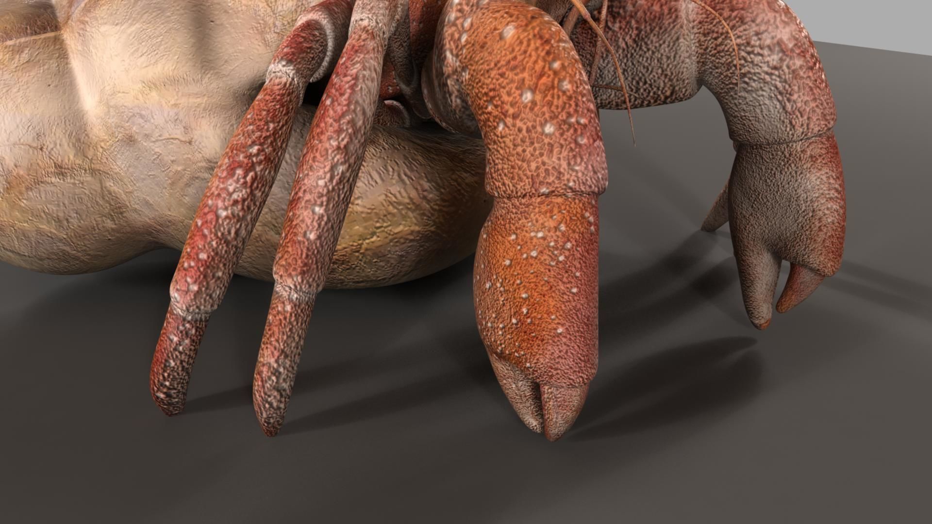 Hermit crab 3D model_27