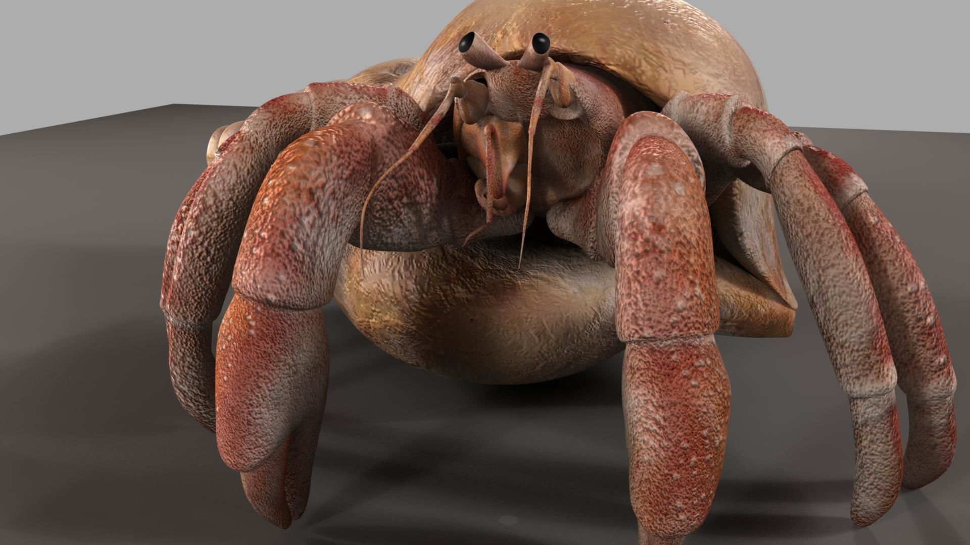 Hermit crab 3D model_29