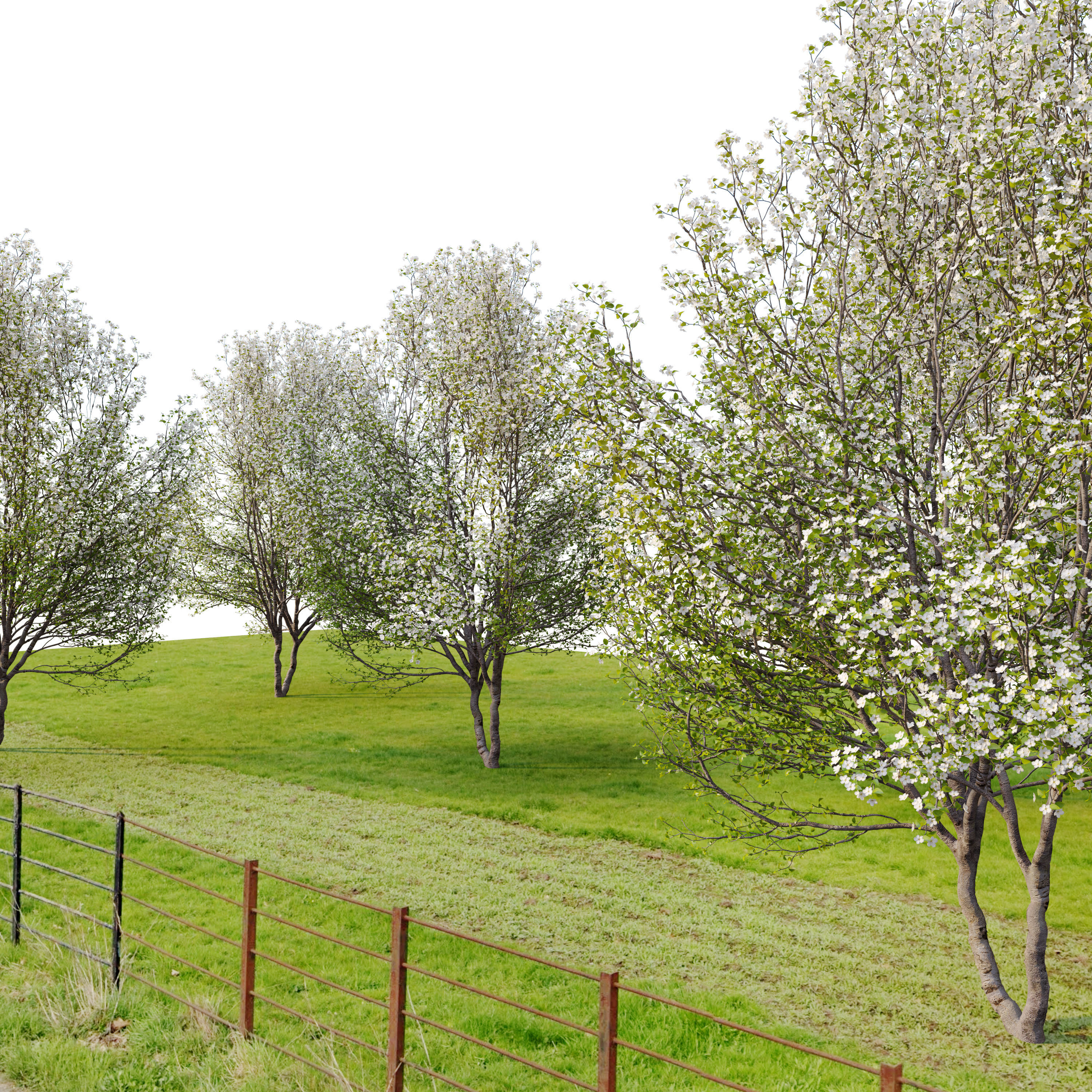 Callery pear 03 3D model_5