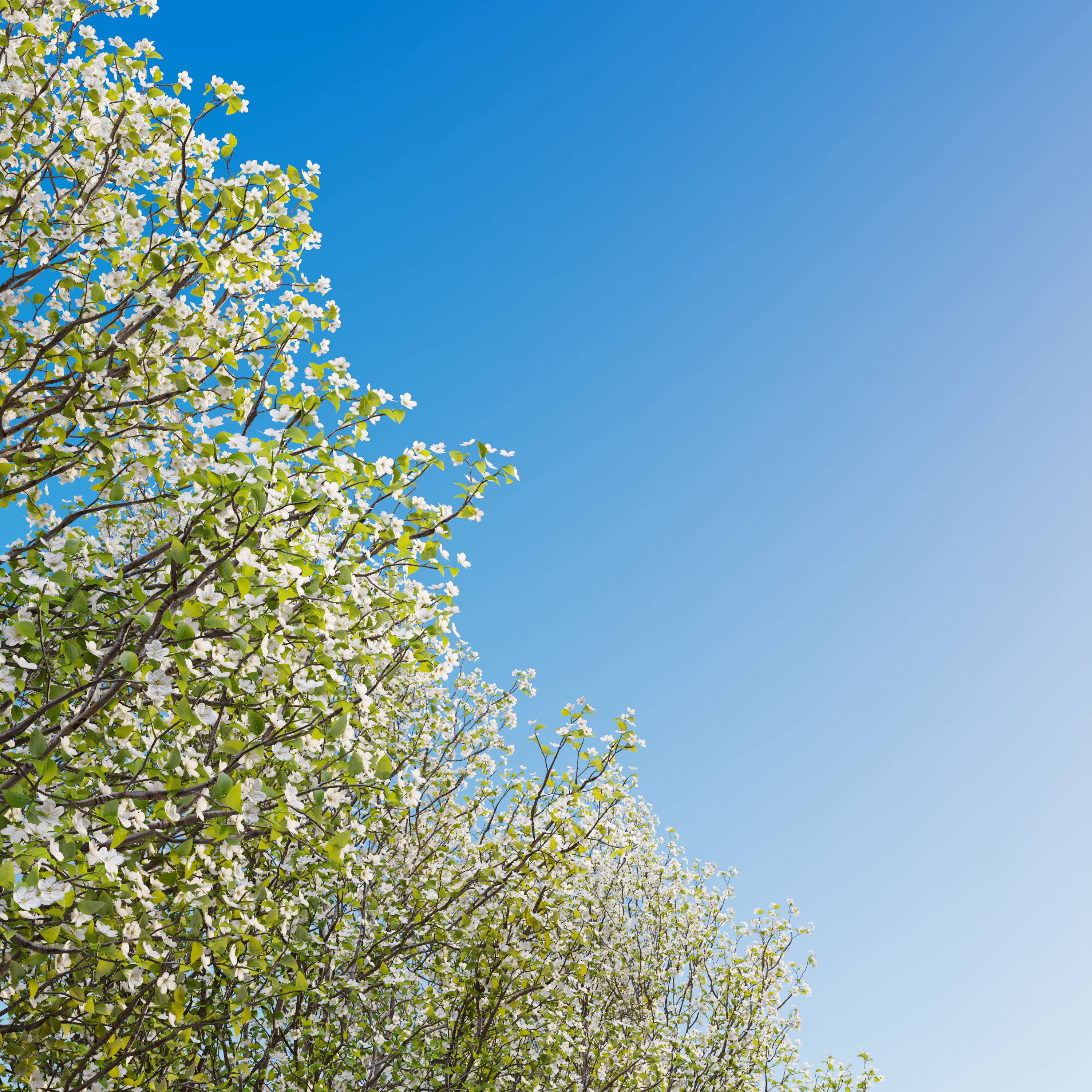 Callery pear 03 3D model_4