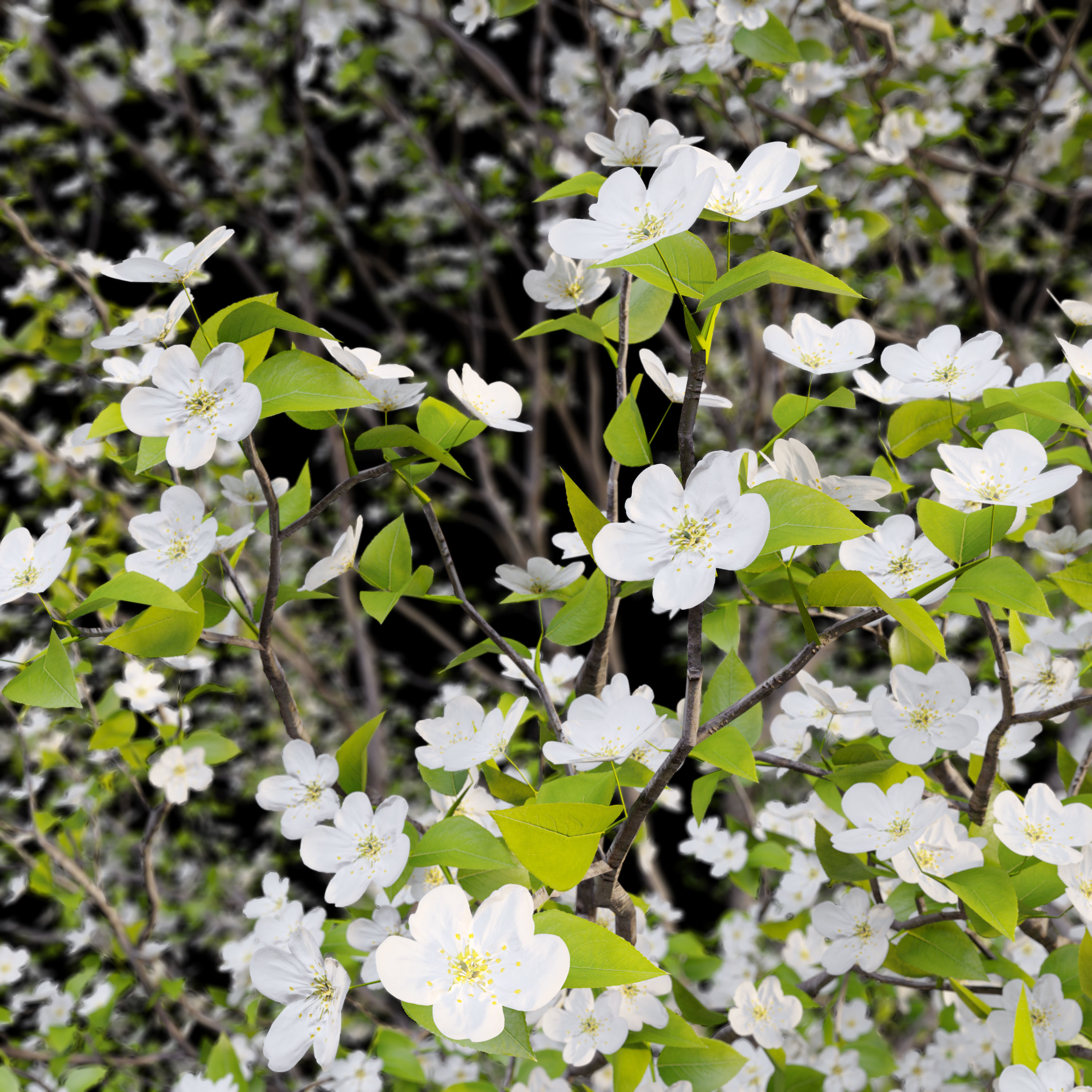 Callery pear 03 3D model_2