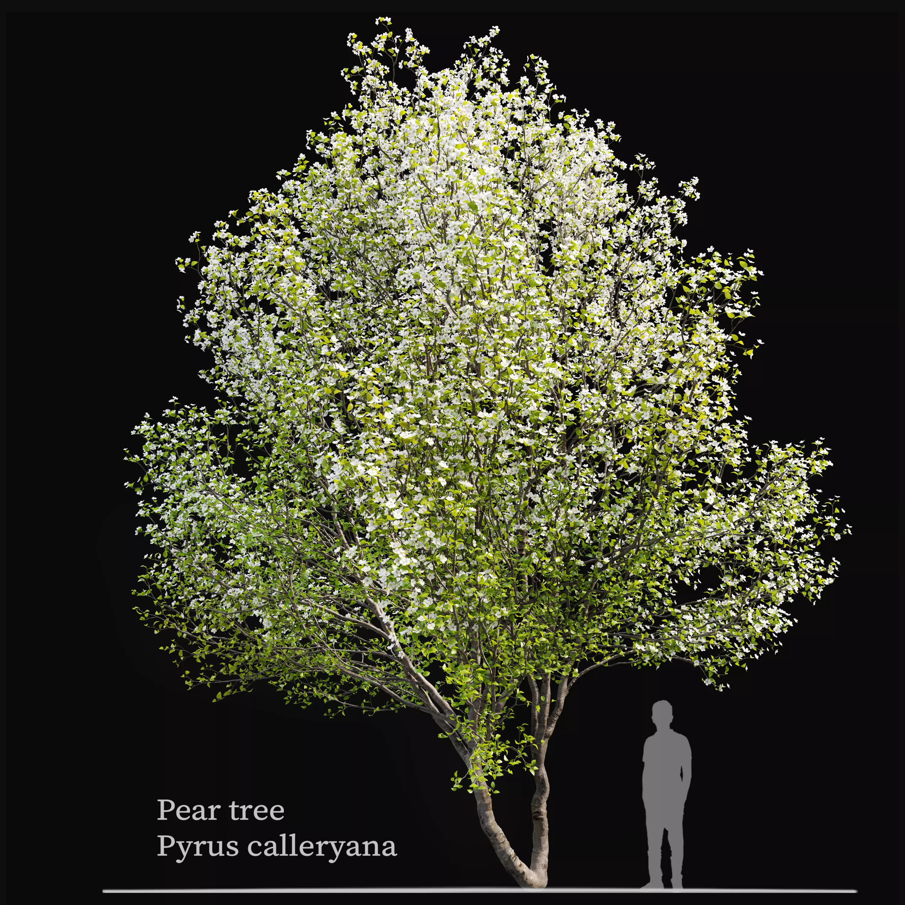 Callery pear 03 3D model_0