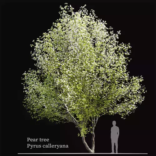 Callery pear 03