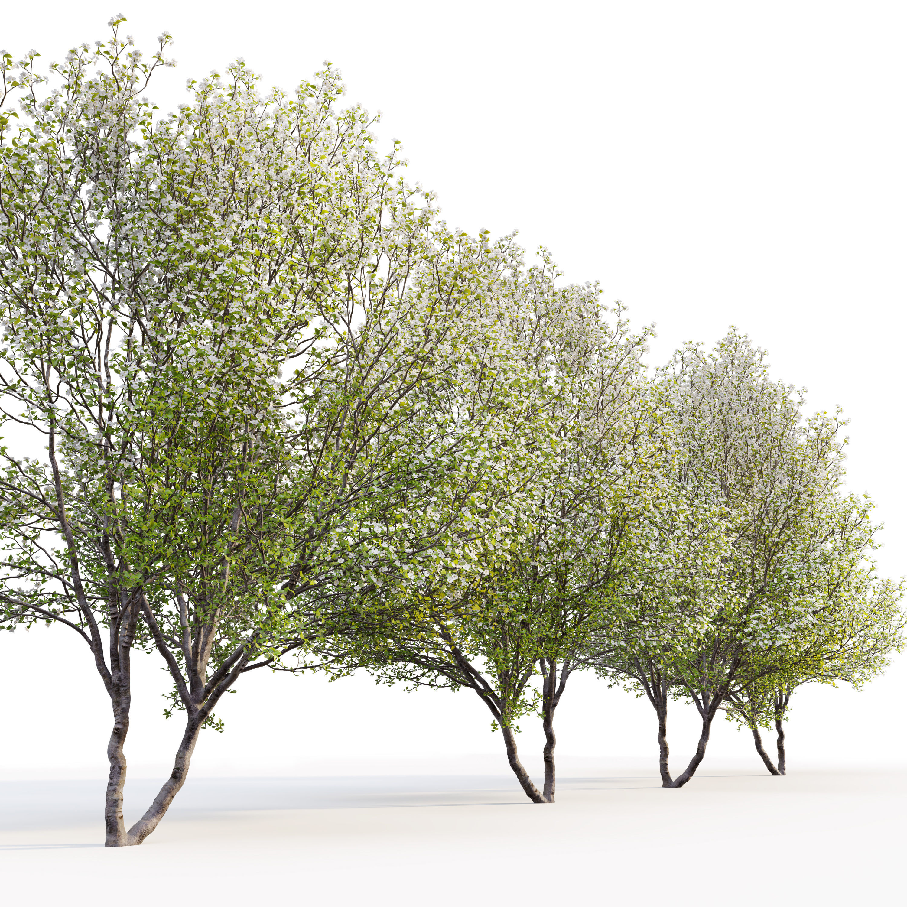 Callery pear 03 3D model_3