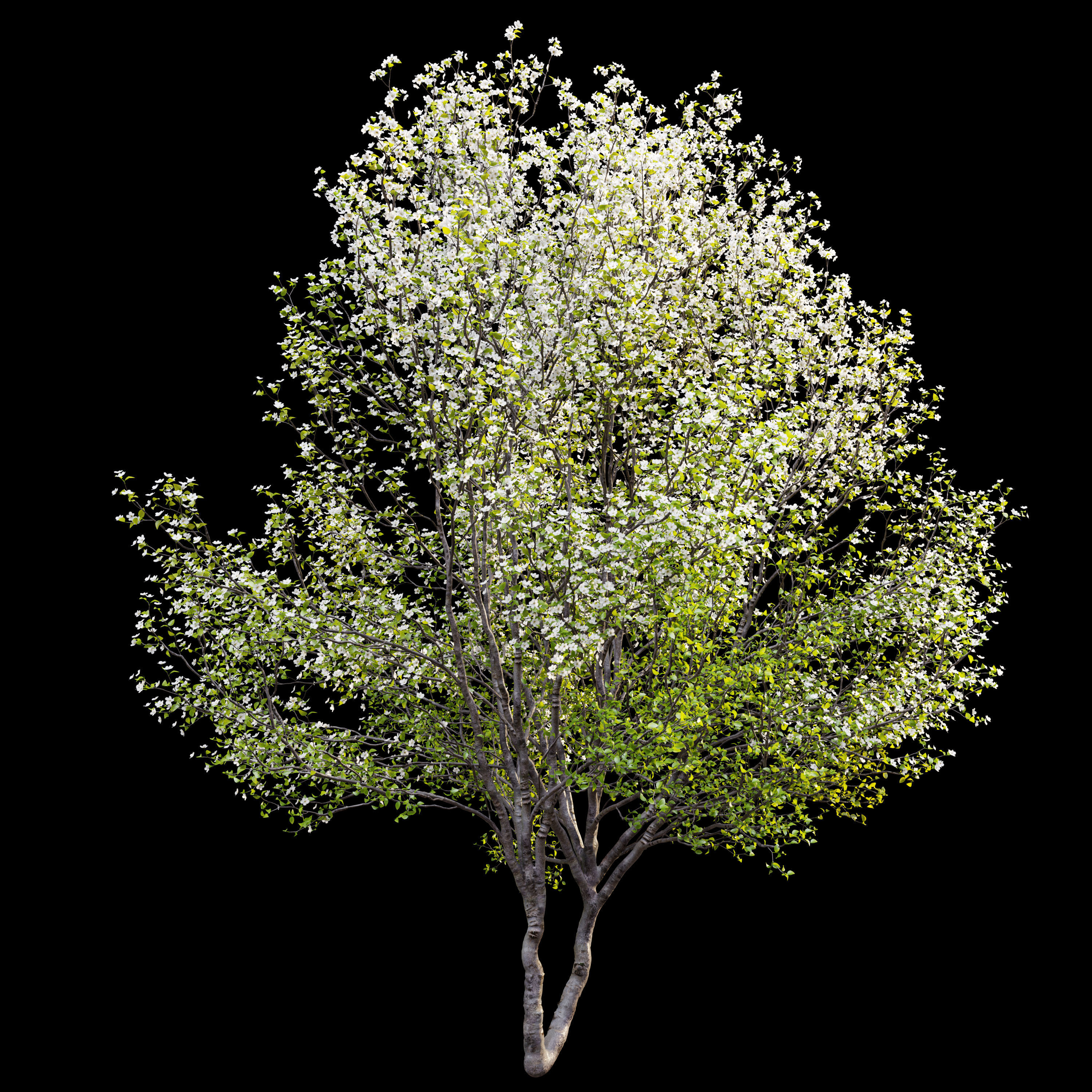 Callery pear 03 3D model_1