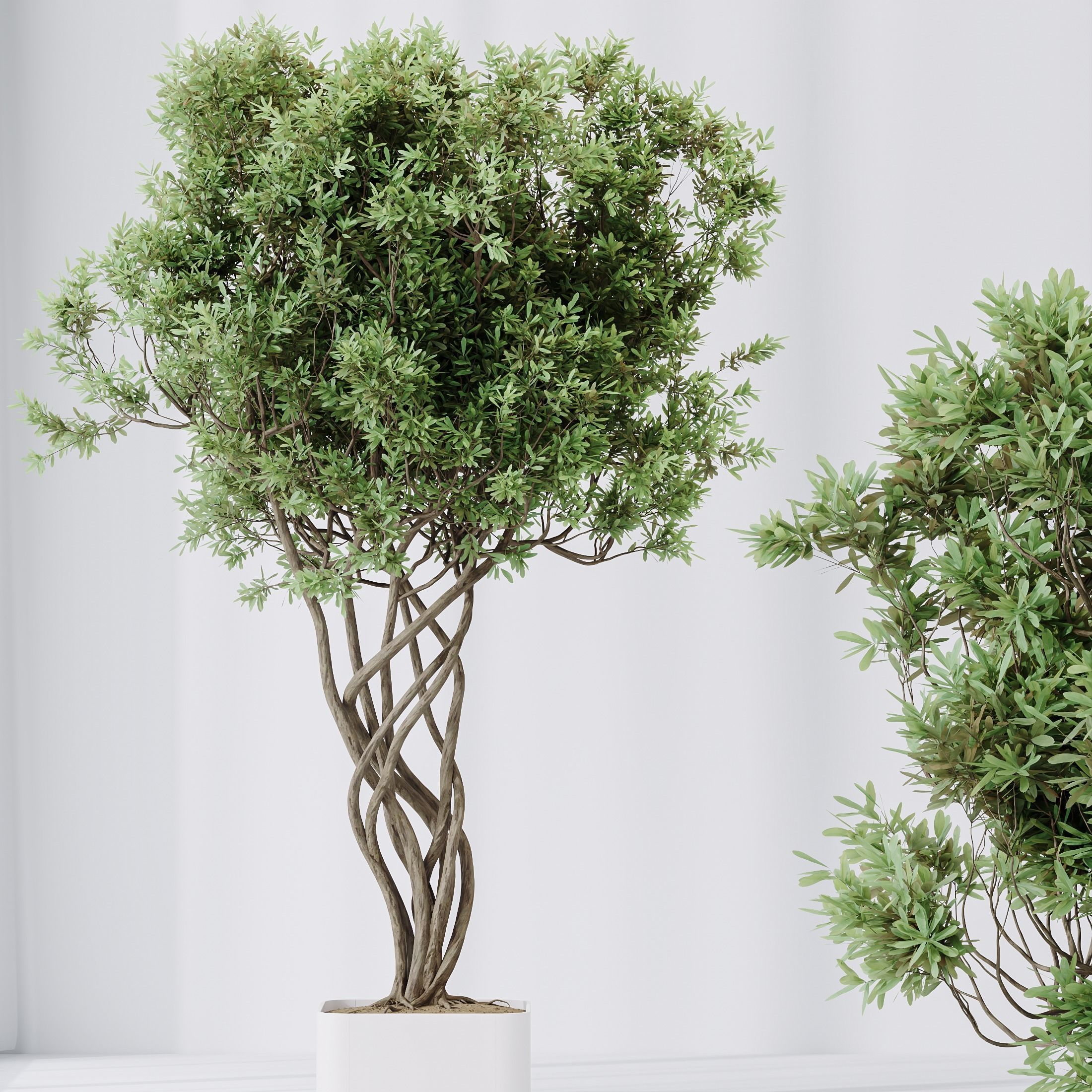 Indoor plants set 91 Green Sansevieria and Elegant  3D model_3