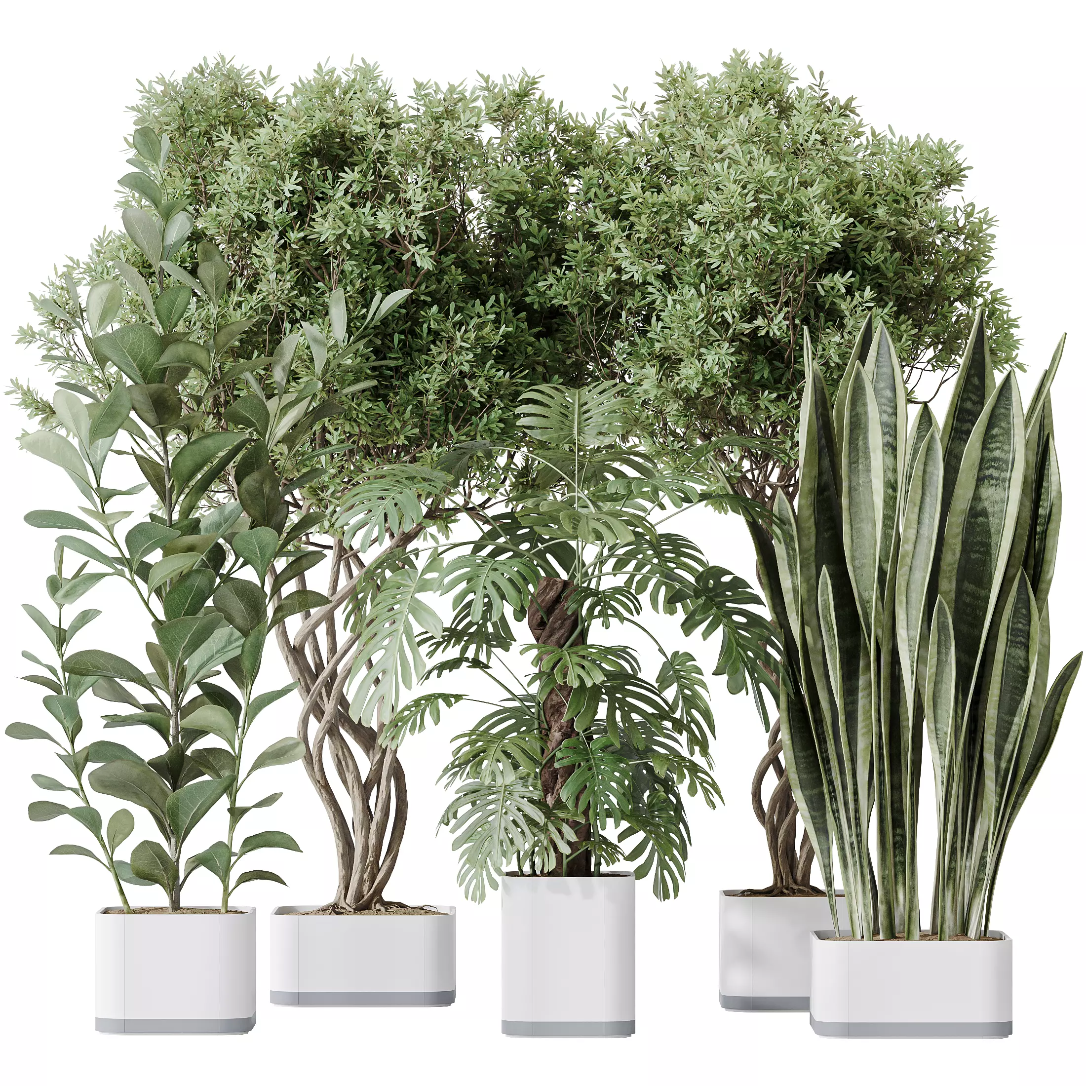 Indoor plants set 91 Green Sansevieria and Elegant  3D model_0