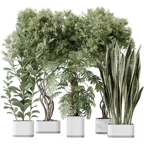 Indoor plants set 91 Green Sansevieria and Elegant  3D model