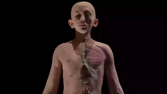 Boy Complete Anatomy 3D
