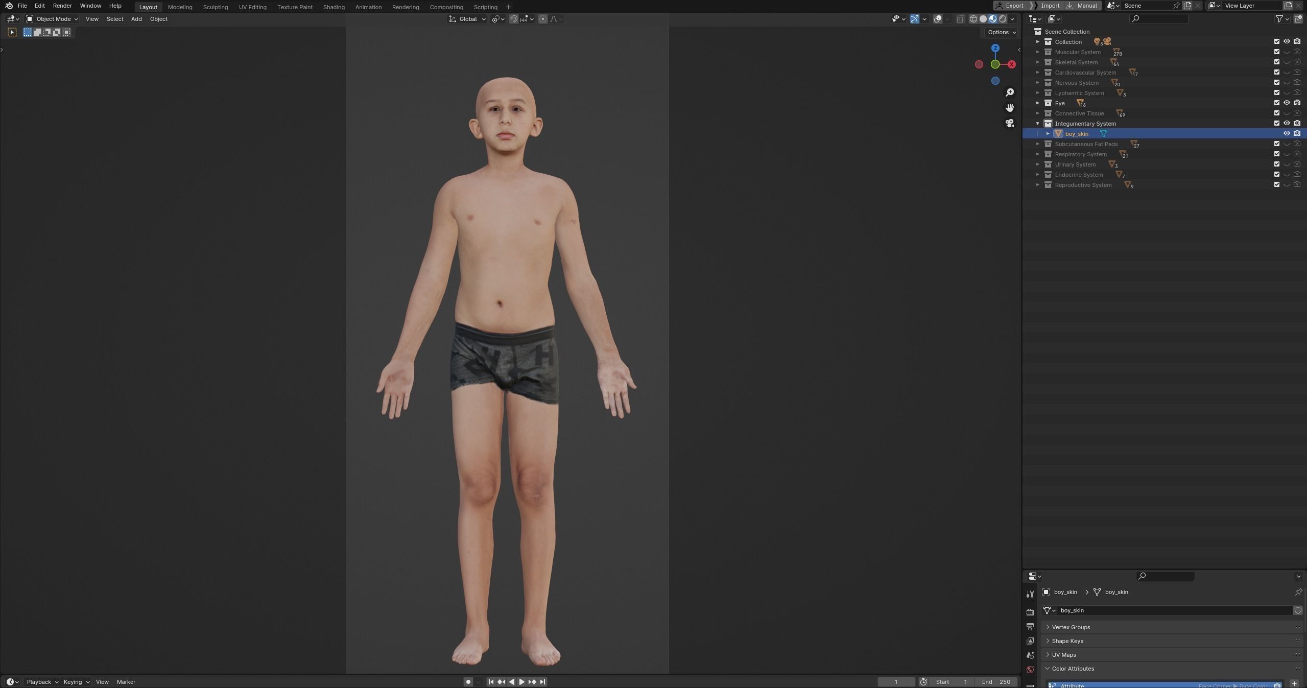 Boy Complete Anatomy 3D Low-poly 3D model_2