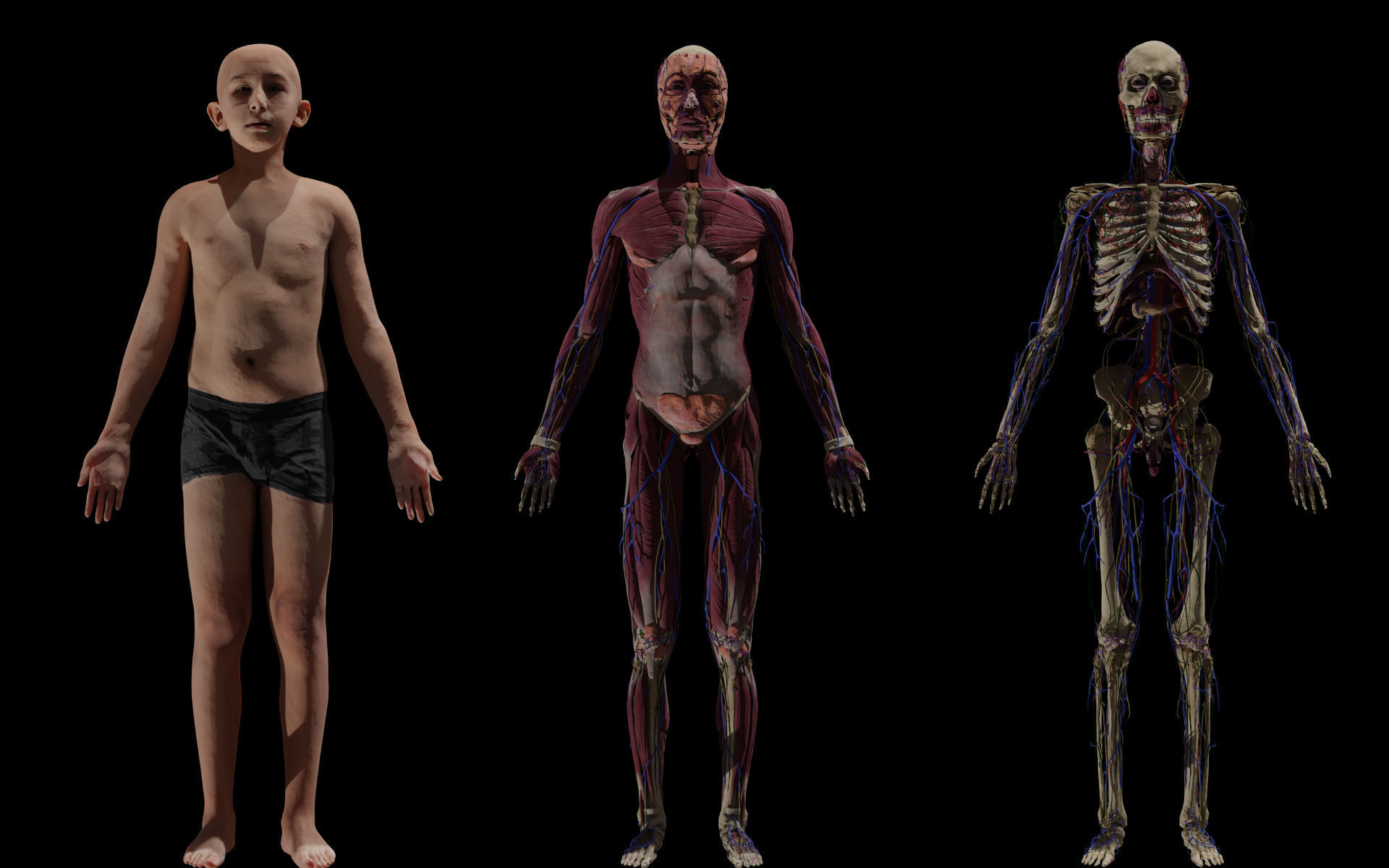 Boy Complete Anatomy 3D Low-poly 3D model_1