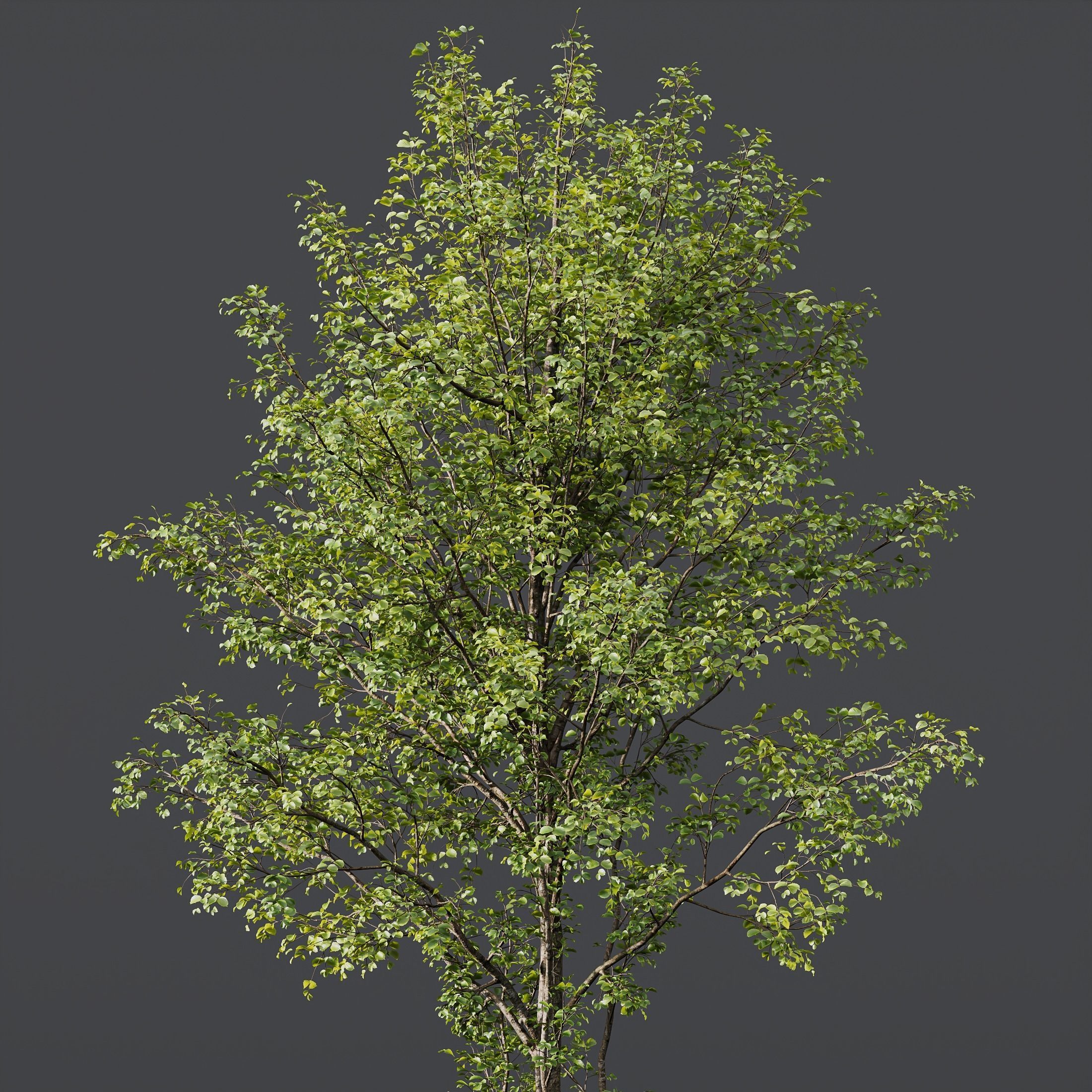 Alnus Glutinosa and Acer Saccharinum 3D model_1