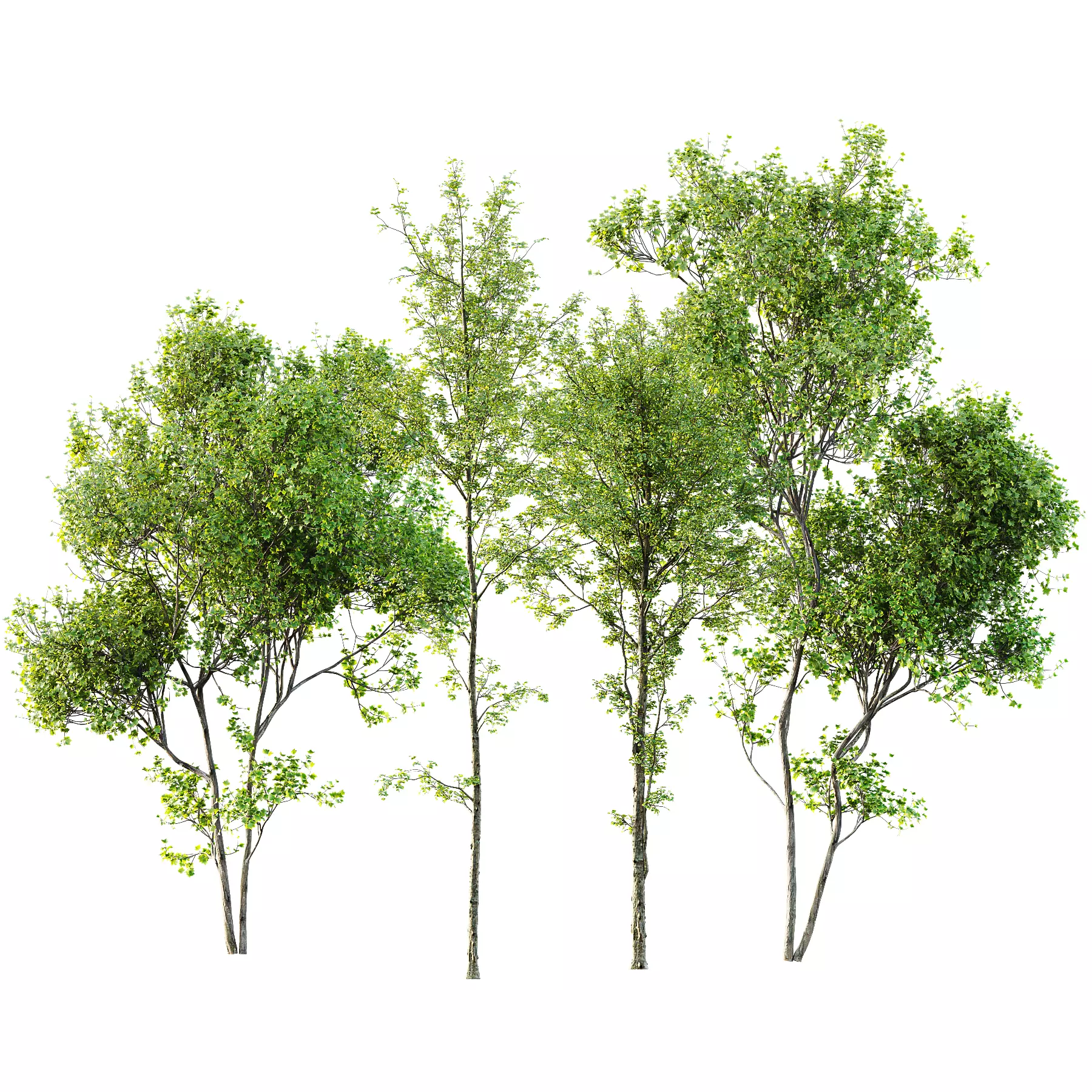 Alnus Glutinosa and Acer Saccharinum 3D model_0