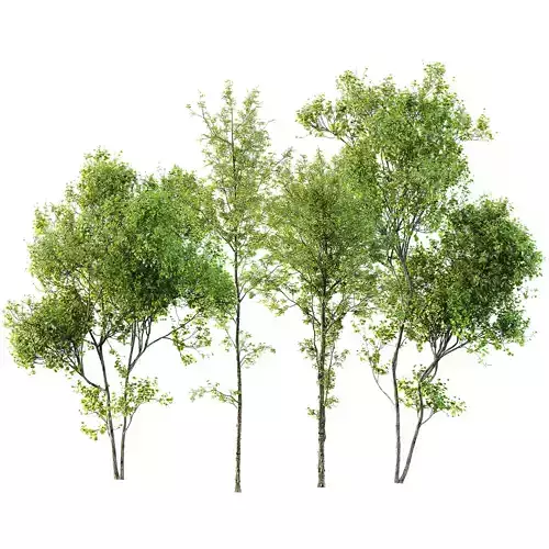 Alnus Glutinosa and Acer Saccharinum 3D model
